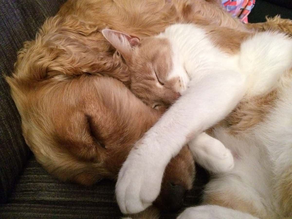 Golden Retriever dog sleeping with cat