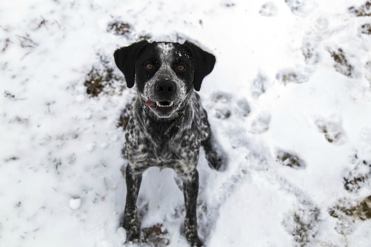 how do you housebreak a puppy in the winter