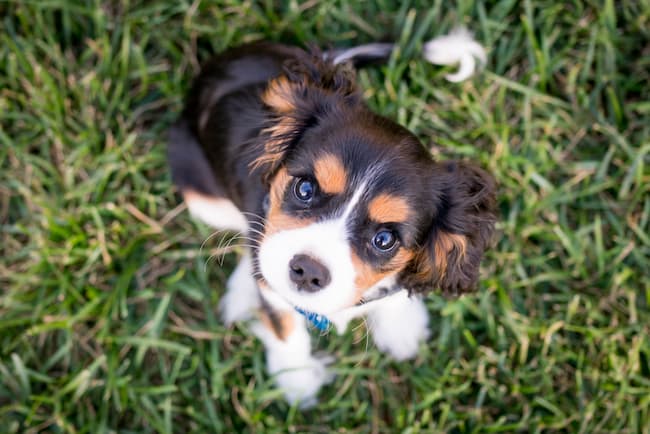 cavalier_puppy_grass_650_c cavalier_puppy_grass_650_c