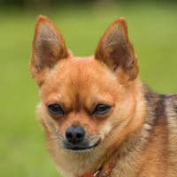 Close up of Chihuahua head