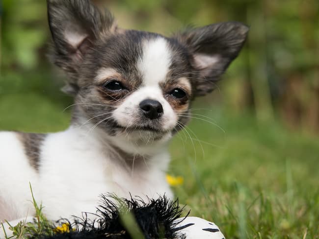 Chihuahua Puppy Care Guide