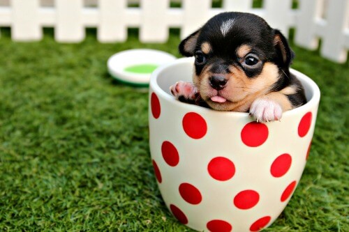 Chihuahua puppy in a tea cup Chihuahua puppy in a teacup