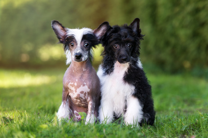 Chinese Crested puppies Chinese Crested puppies