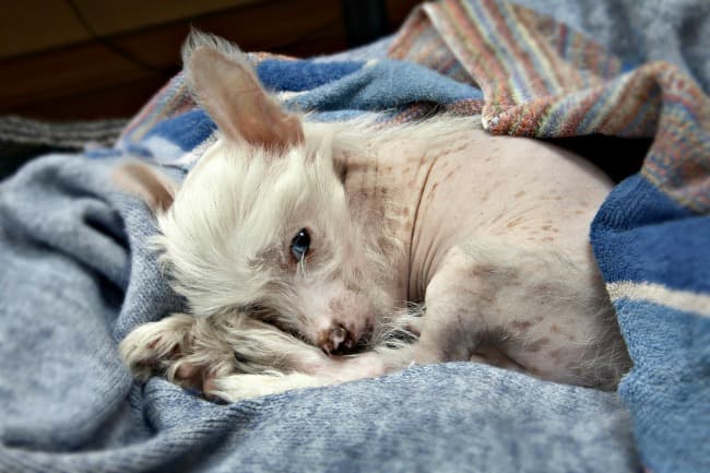 Chinese Crested puppy on blanket