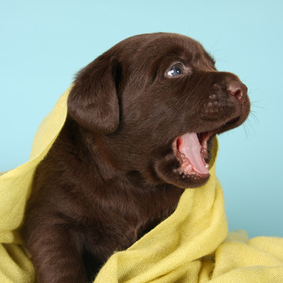Image Result For Labrador Retriever Light Brown