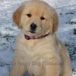 golden retriever savvy golden retriever puppy photos golden retriever savvy golden retriever puppy photos