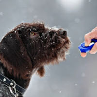 Dog being trained using clicker