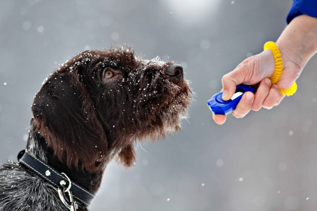 A guide to clicker training your dog