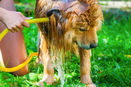 Cooling a dog with heatstroke using a garden hose