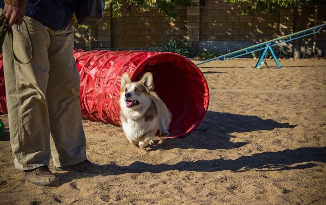 Corgi running through dog agility course tunnel Corgi running through dog agility course tunnel