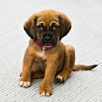 Cute puppy sitting on carpet