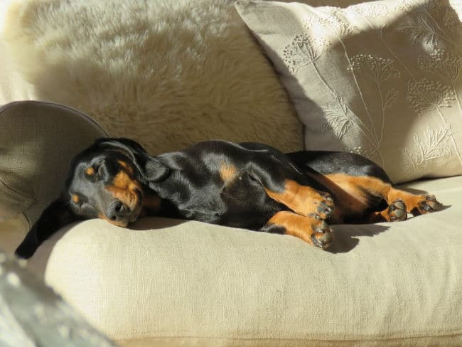 Black and tan Dachshund sleeping on a sofa in the sunshine Black and tan Dachshund sleeping on a sofa in the sunshine