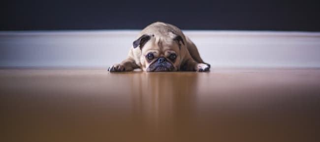 Depressed Pug lying on wooden floor Depressed Pug lying on wooden floor