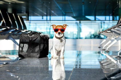 Dog at airport ready for his vacation Dog friendly vacations airport terminal