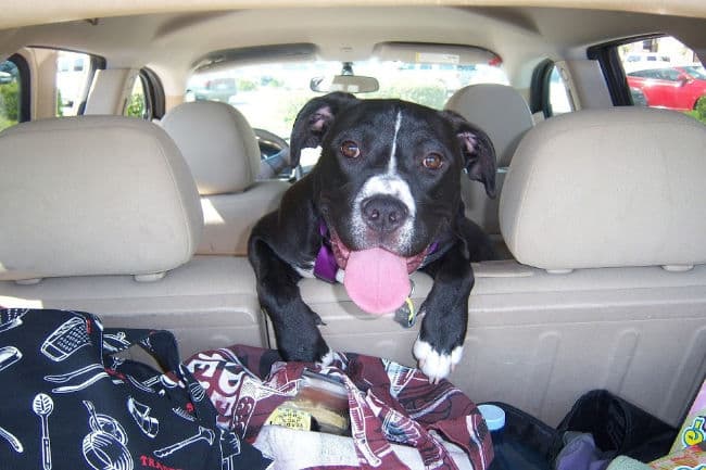 Black and white dog looking over back of rear seats in car