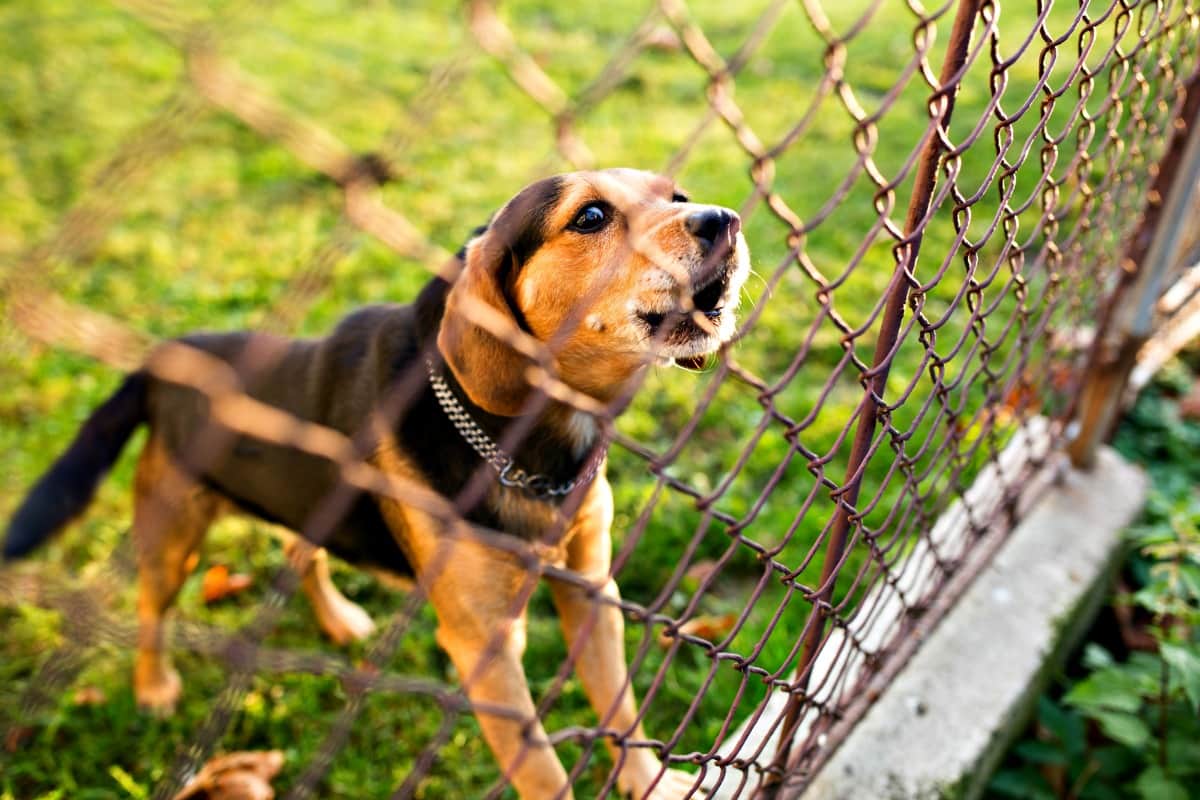 Dog barking at chain link fence Dog barking at chain link fence
