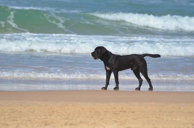 Large dog standing on the beach by the edge of the ocean. Large dog standing on the beach by the edge of the ocean.