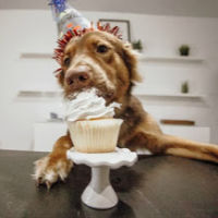 Dog wearing party hat and licking frosting from cupcake