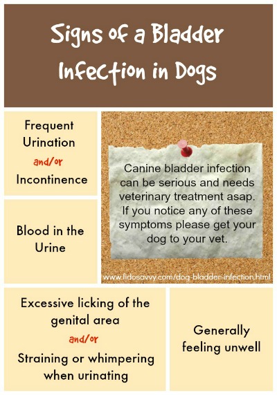can you take ceftin for bladder infection