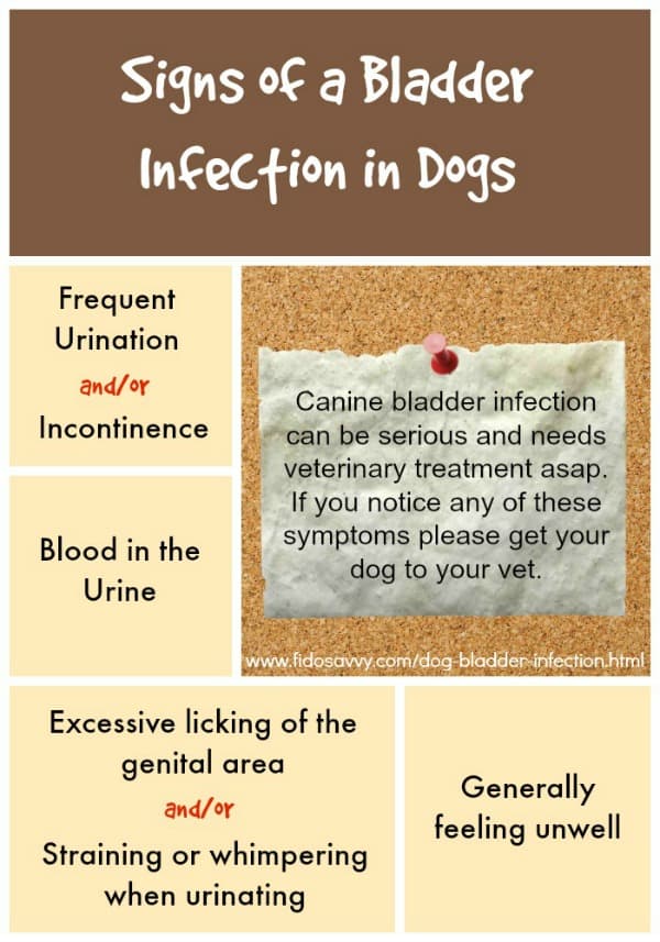 Dog Bladder Infection
