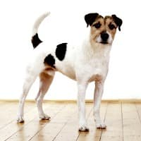 Dog with attentive expression and body language