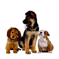 Three puppies of different breeds. German Shepherd, Dachshund and English Bulldog