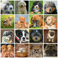 Popular dog breeds in pictorial collage