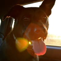 Dog traveling in car with sun shining through window