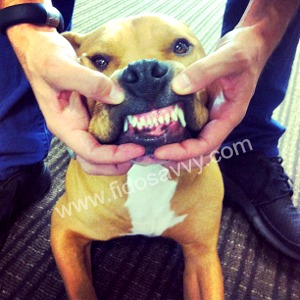 Our Pitbull, Bosco, showing us how clean his teeth are! Dog dental care