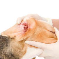 Veterinarian examining dog's ear