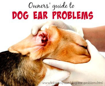 dog scratching ear