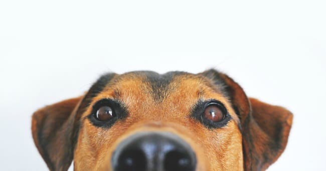 What is Poisonous To Dogs