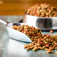 Measuring dog food into bowl with metal scoop