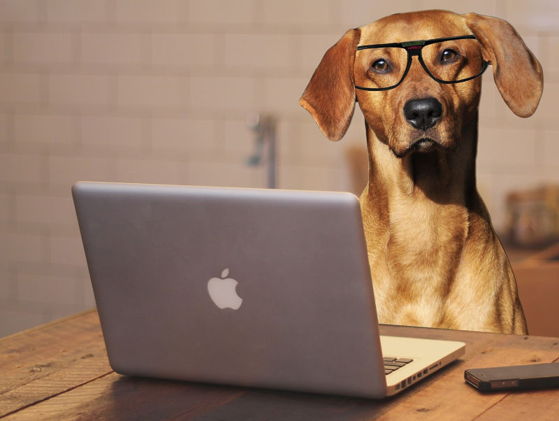 Dog wearing glasses in front of open laptop Dog wearing glasses in front of open laptop