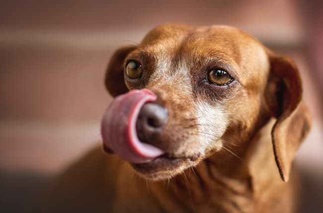 Dog with tongue out licking Dog with tongue out licking