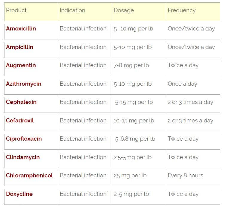 how much amoxicillin can you give a dog