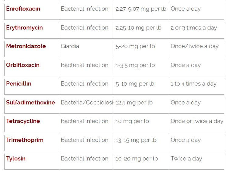 how much amoxicillin can you give a dog