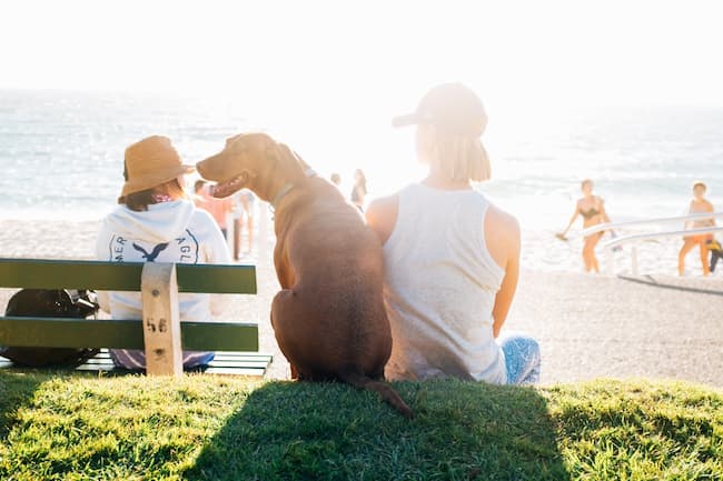 Dog and owner sitting by beach in sunshine