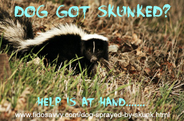 Dog Sprayed By A Skunk? We Can Fix That!