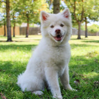 White dog sitting in sunny garden under the shade of trees