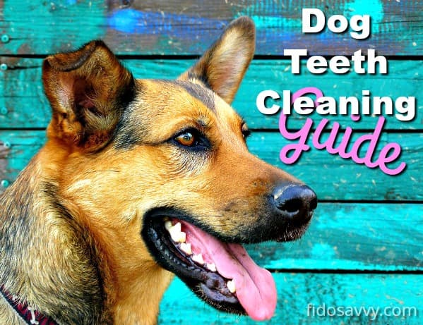 Dog with open mouth showing clean teeth against teal wood boards Dog with open mouth showing clean teeth against teal wood boards