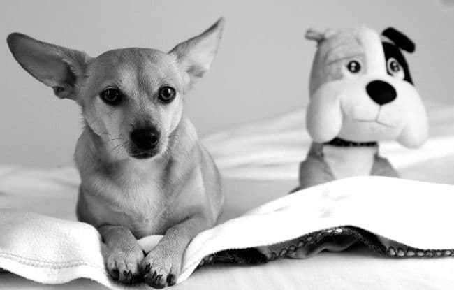 Dog resting on blanket with his toy beside him Dog resting on blanket with his toy beside him