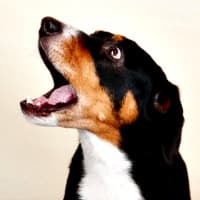 Mixed breed dog being vocal to owner