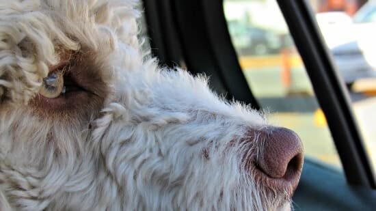 Doodle breed dog staring out of car window