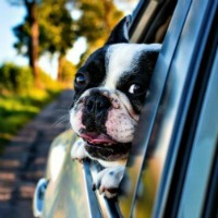 Boston Terrier looking out of car window