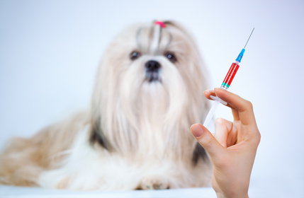 Dog vaccination guide