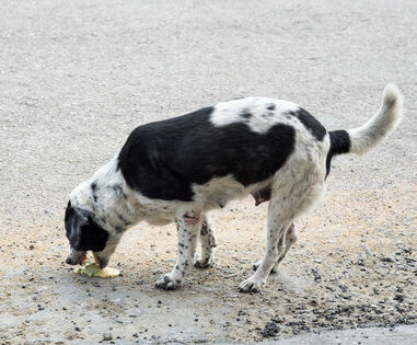 dog threw up twice