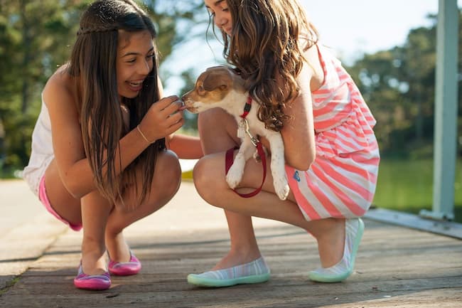 Dog discount licking shoes