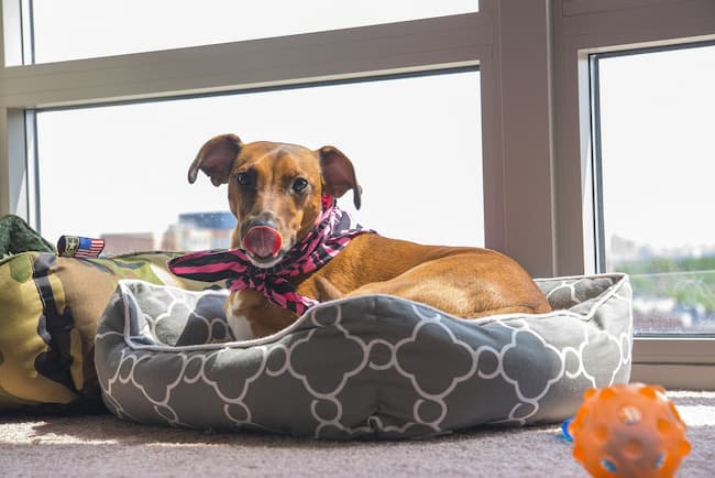 Dog with tongue out in dog bed surrounded by toys Dog with tongue out in dog bed surrounded by toys