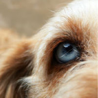 Close up of dogs eye